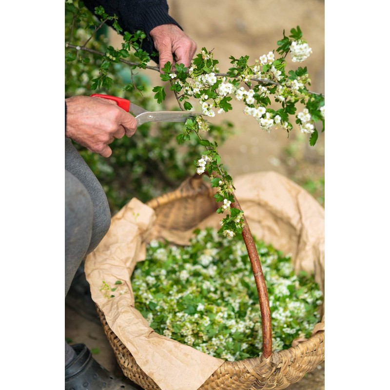 Health Embassy Hawthorn Flower (Crataegus L), 100 g