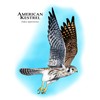 CafePress American Kestrel Rectangle Bumper Sticker Car Decal