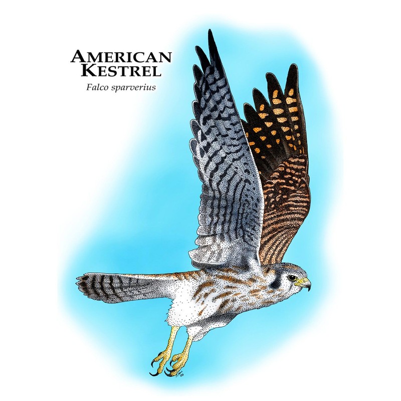 CafePress American Kestrel Rectangle Bumper Sticker Car Decal