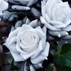 JQBay 20pcs Rare Ink Rose Seeds - Non-GMO Heirloom Variety