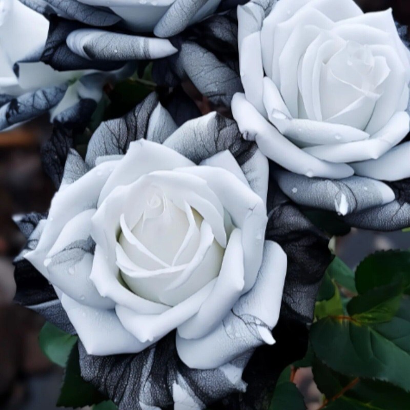 JQBay 20pcs Rare Ink Rose Seeds - Non-GMO Heirloom Variety