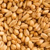 수입산 볶은귀리 200gX2 Imported Roasted Oats 200gX2