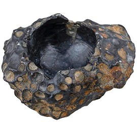 Sharvgun Door Candles/Air Plant Holder Coral Fossil Natural Raw Stone, Crystal Healing Table Wedding Decoration