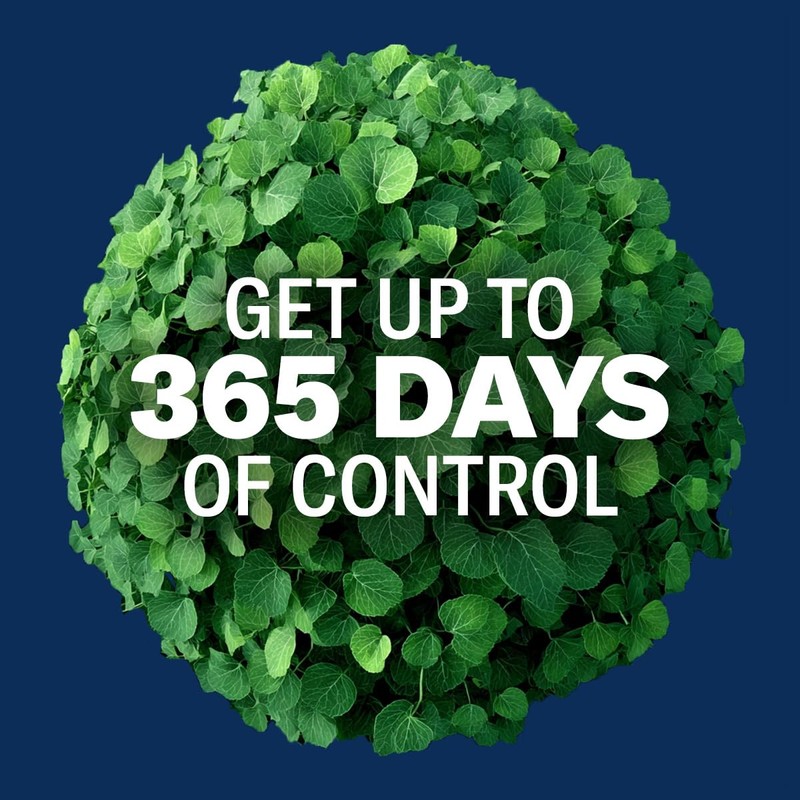 BioAdvanced Carpenter Ant & Termite Killer Plus, Concentrate, 40 oz,