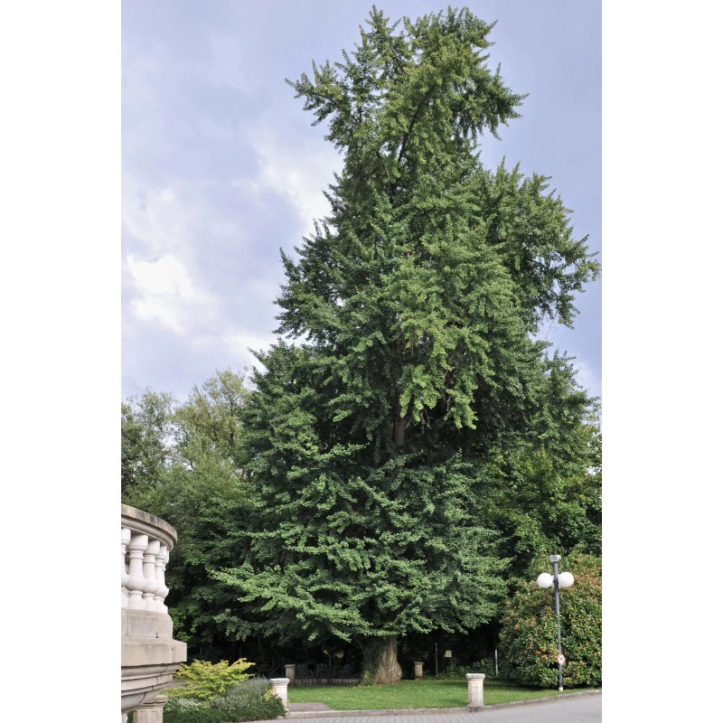 The Jonsteen Company Jurassic Ginkgo Tree | Seed Grow Kit