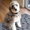 Aliangting 6Pcs Pet Blanket for Small Dogs Cats Soft Warm