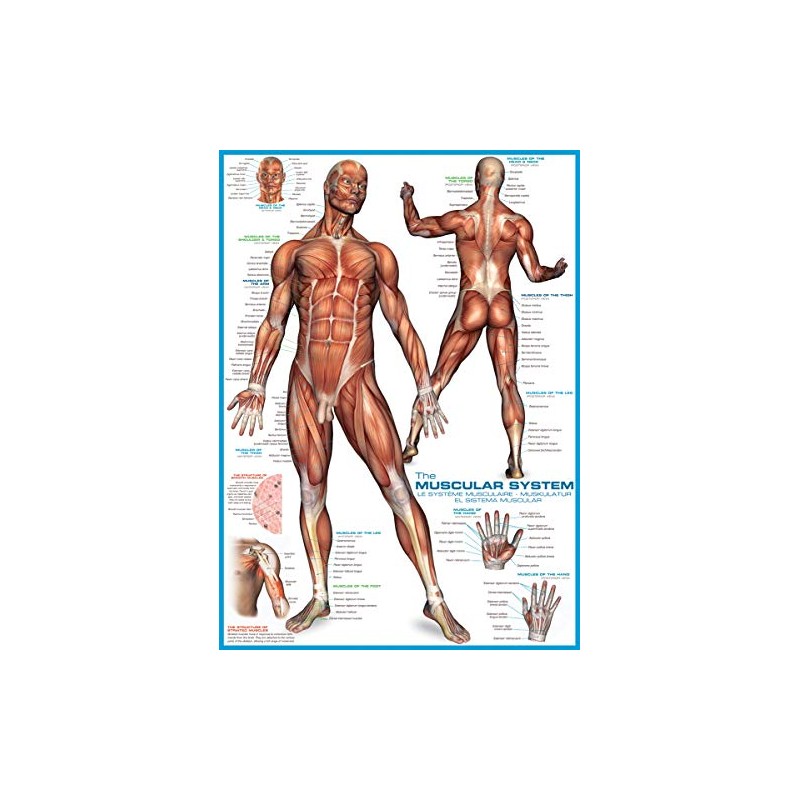 EuroGraphics Muscular System Puzzle (1000-Piece) (6000-2015)