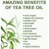 AWAD Tea Tree Pure Essential Oil - 2.5 oz/75 ML