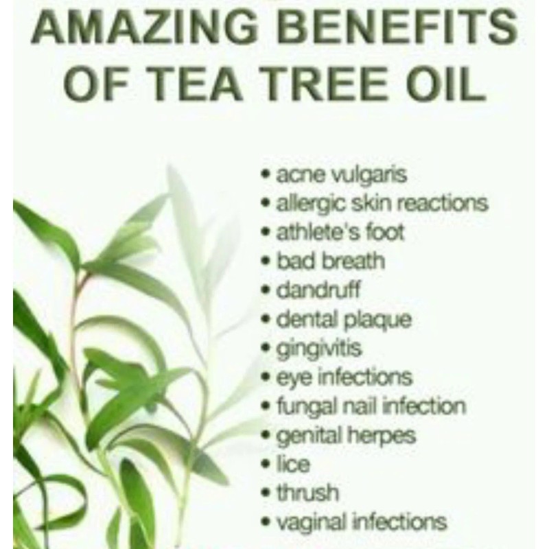 AWAD Tea Tree Pure Essential Oil - 2.5 oz/75 ML