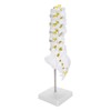 Human Lumbar Vertebral Model School Educational Teaching Model Tool Spine