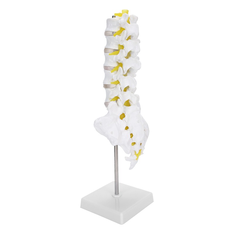 Human Lumbar Vertebral Model School Educational Teaching Model Tool Spine
