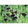 250 Black Ball Purple Bachelor Button Cornflower Flower Seeds
