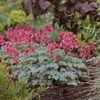 Outsidepride Dicentra Eximia - 100 Seeds