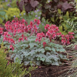 Outsidepride Dicentra Eximia - 100 Seeds