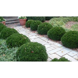 Justin Brouwers Boxwood - Live Plant Shipped in Gallon Container by DAS Farms