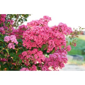 Crape Myrtle Raspberry Sundae | 10 Live Plants | Dual-Color Red & Pink Blooms, Live Plant, Stunning Bicolor Ornamental Shrub for Eye-Catching Garden Displays