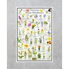 Tennessee Prairie Wildflower Identification Chart | Picture ID Poster for