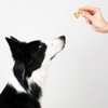 Exclusively Dog Cookies Best Buddy Bones Peanut Butter Flavor Training
