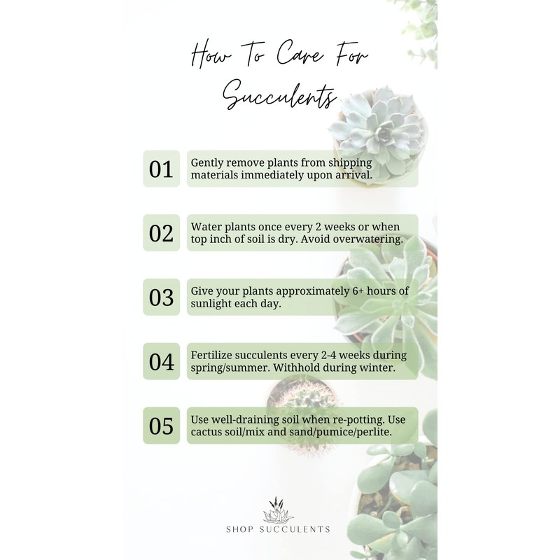 Shop Succulents | Hanging Collection of Live Succulent Plants, Hand
