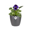 elho Brussels Round Mini 10.5 - Flower Pot for Indoor