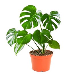 Shop Succulents Monstera Deliciosa Swiss Cheese Plant, Live Indoor Plant, Easy to Grow Split Leaf Houseplant in Grow Pot, Housewarming, Decoration for Home, Office, and Room Decor, 6 Inch