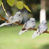 Imitation Feather Bird Multipurpose Fade Resistant Fake Feather Bird Ornament