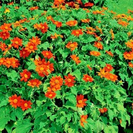 from my, Brooklyn Botanical Garden's Club 65+ Mexican Torch Orange Sunflower Seeds by my, Brooklyn Botanical Garden'sClub!