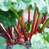 Nature Tea Rhubarb Root - Dried Rheum officinalis Root Granule