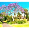 Seed-Top 450 Royal Paulownia Empress Tree Seeds Paulownia Elongata Fastgrowing