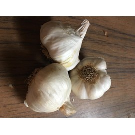 German Red Hardy Garlic 2 Nice Sized Bulbs! Great for Fall Planting! Non GMO, Great for Winter Weather and Long Storage! Easy to Grow!