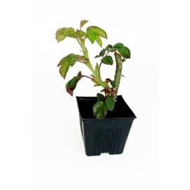 100 Qty -Dura pots 3 1/2" square x 3" deep Durable and reusable UV Resistant By dmarketline