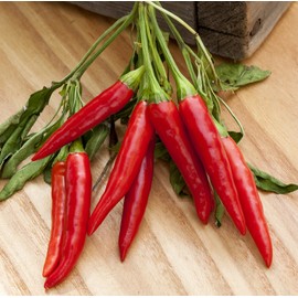 Poinsettia Heirloom Pepper Premium Seed Packet + More