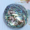 Veemoon Polished Abalone Shell Abalone Shell Smudge Bowl Home Abalone