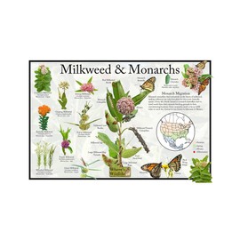 Where's Wildlife Monarch Butterfly & Milkweed Poster - Educational Nature Guide with Migration Map and Native Milkweed Identification (12" x 18")