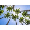 Royal Palm Tree Seeds for Planting - 10 Seeds -