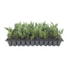 Juniper Blue Chip - 20 Live Plants - Juniperus Horizontalis