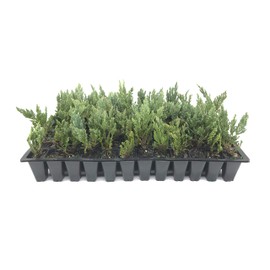 Juniper Blue Chip - 20 Live Plants - Juniperus Horizontalis - Drought Tolerant Cold Hardy Evergreen Ground Cover