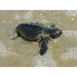 Baby Sea Turtle Photo Fish Wildlife Photos 8x10