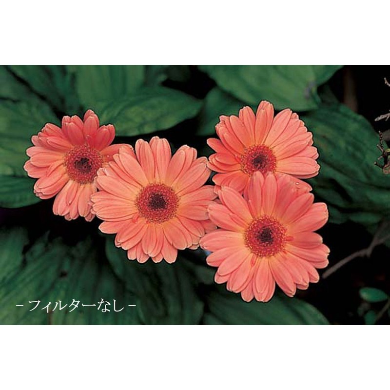 MARUMI 033046 Camera Filter Close-Up Lens for Close-Up Photography, MC