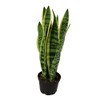 Sansevieria Laurentii - 6" from California Tropicals