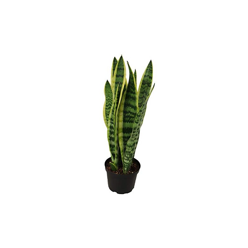 Sansevieria Laurentii - 6" from California Tropicals