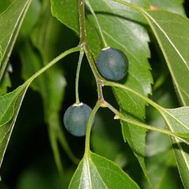 Celtis laevigata (Sugarberry) Tree Seeds, Attractive Autumn Foliage, Seeds by MySeeds.Co, You Choose The Amount (0.5 oz)