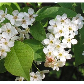 Prunus padus (European Bird Cherry) Tree Seed, Fragrant White Flowers, red to Black Fruits, You Choose The Quantity (1 Pack)