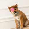 Beavorty Parche Ocular Ajustable para Perros, Suave y Protector