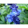 250 Blue Bedder Sage Flower Seeds Salvia Farinacea