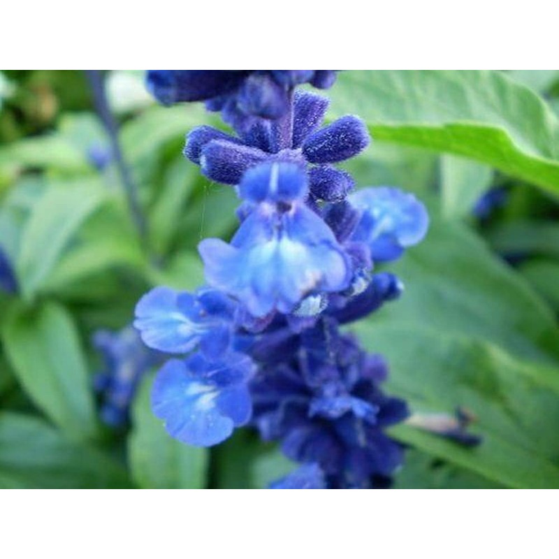250 Blue Bedder Sage Flower Seeds Salvia Farinacea