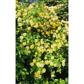 100PCS Yellow Climbing Rose Seeds Rare Non-GMO Heirloom Seeds