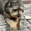 SPOT Bam-Bones Wishbone - Made with Strong Bamboo Fiber, Durable