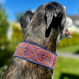 Martingale Dog Collar for Greyhound Saluki Whippet and Other Breeds with Similar Neck 2" Wide (14"-18")