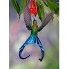 Edition Colibri 3D Lenticular Postcard / 3D Postcard Longtail Sylphe Colibri (10033)